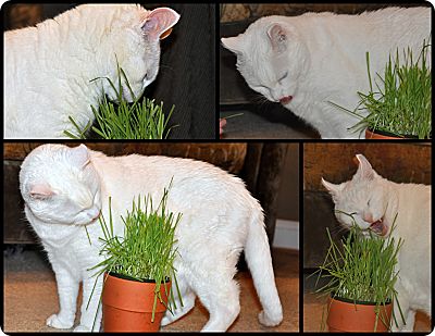 Botanical Interests 1 Count Seed Cat Grass Mix Organic