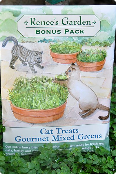 Renee's Carden cat grass seeds