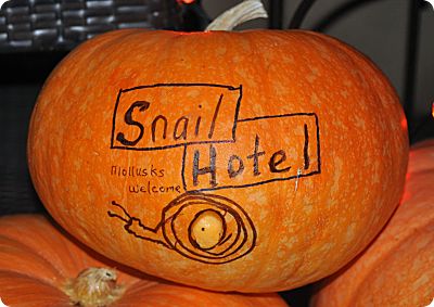 snail hotel closeup