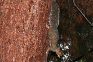 Squirrel in the pine tree