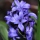 Hyacinth: Can you Smell It?
