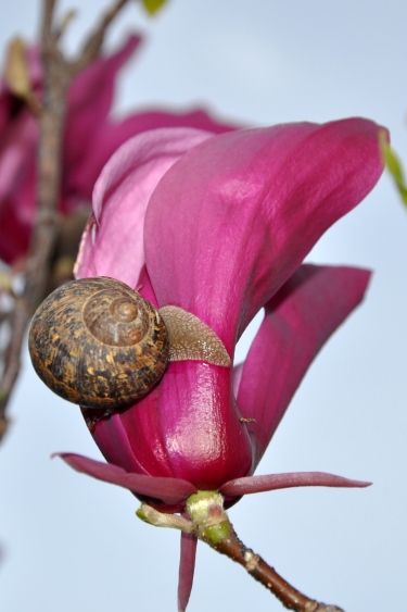 Snail on a Tulip Magnolia