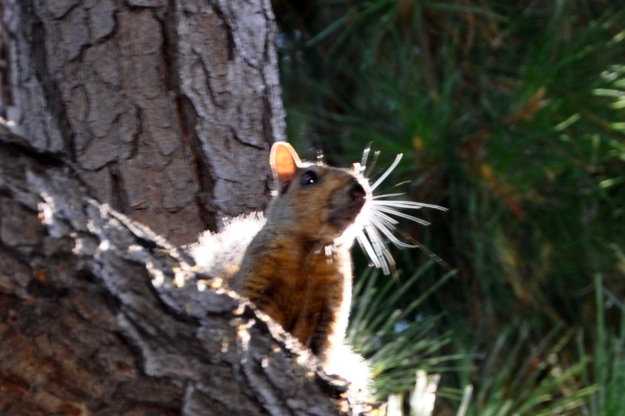 squirrel in the pine tree