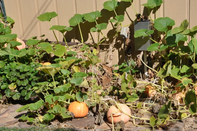 Pumpkin vines