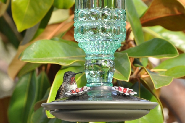 hummingbird green bottle feeder