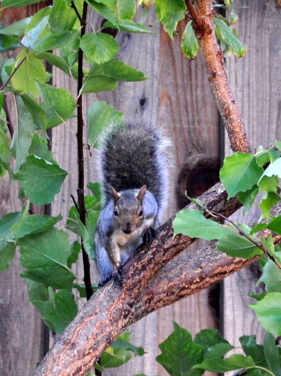 squirrel in the fruit tree