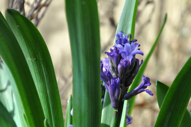 Emerging hyacinth