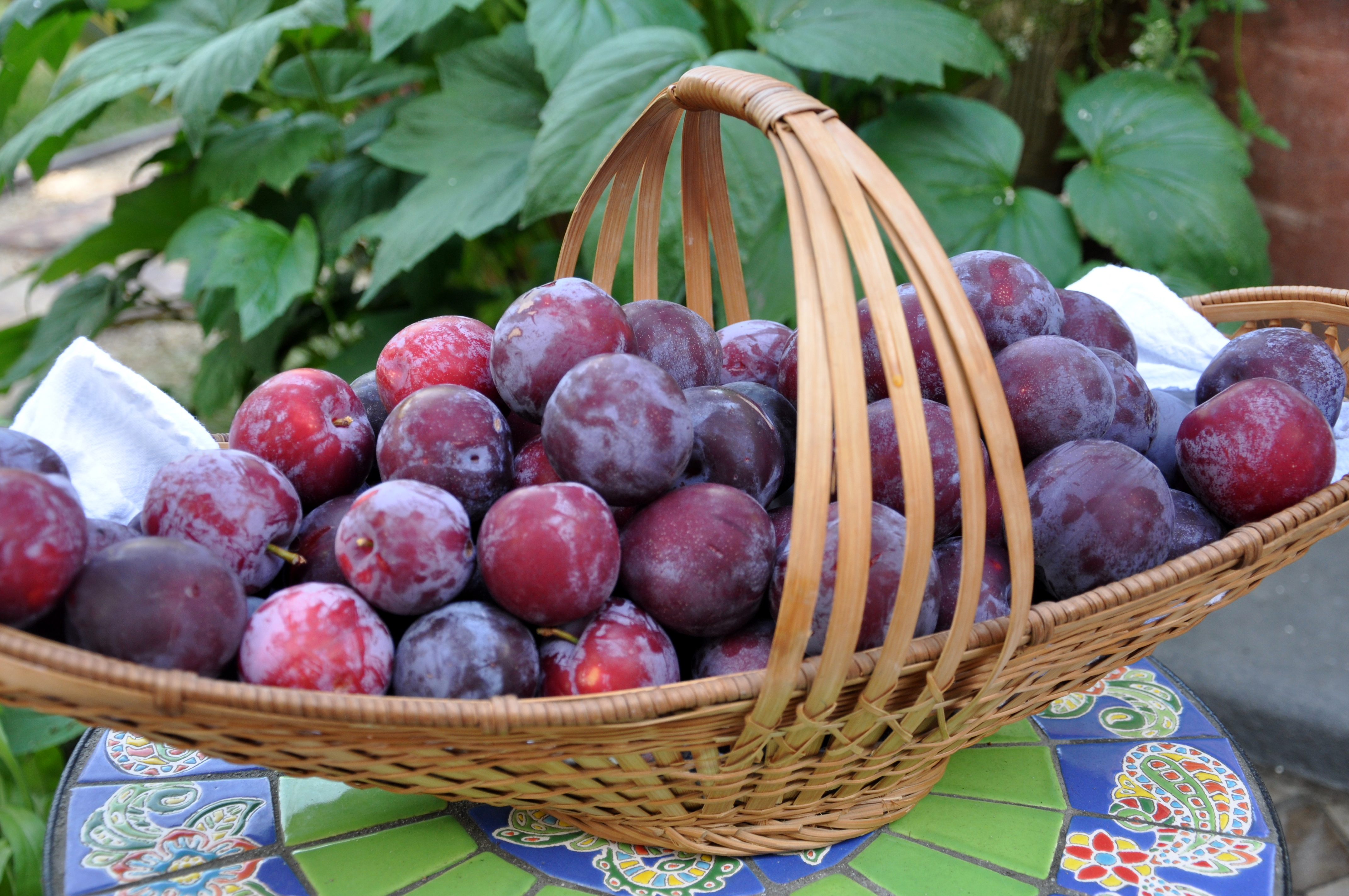 Basket of Plums.