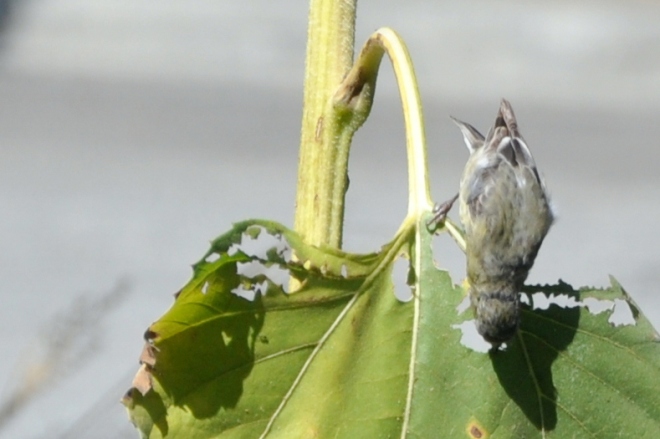 finch eating leaf upside down