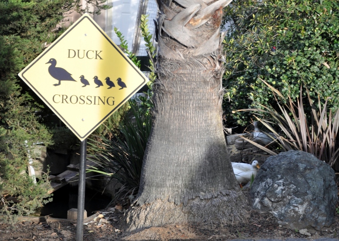 Delta Queen duck crossing