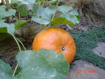 Alys Milner 32 mins · Edited · Our first backyard pumpkin September, 2005