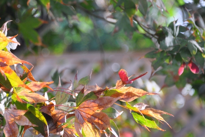 Acer palmatum 'Bloodgood' or Japanese Maple