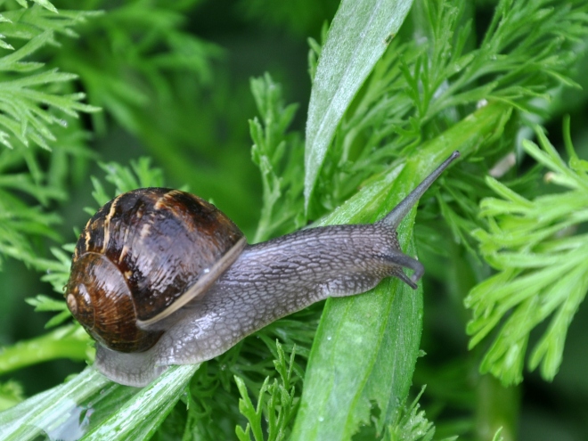 funny snail in garden