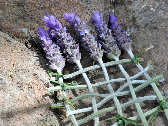 fairy garden lavender bed