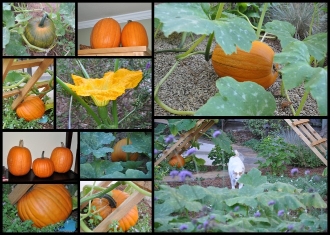 pumpkin-collage-october-2016