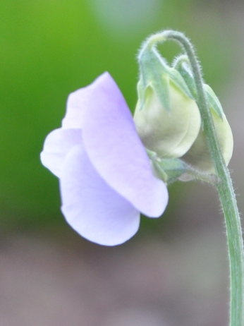 Soft lavender petals