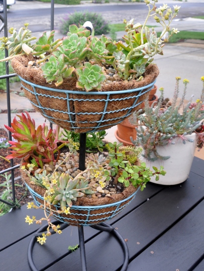 Assorted succulents on the deck