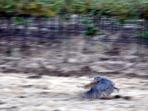 The first owl takes flight (blurred photo, but still worth sharing)