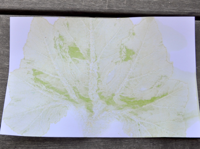 pumpkin leaf chlorophyll print