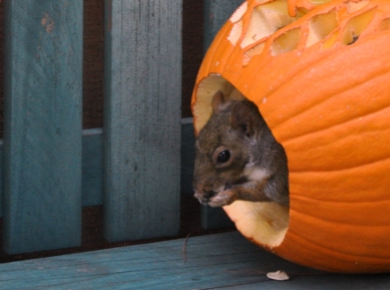 Squirrel exiting a carved pumpkin