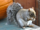 Squirrel eating a sunflower seed