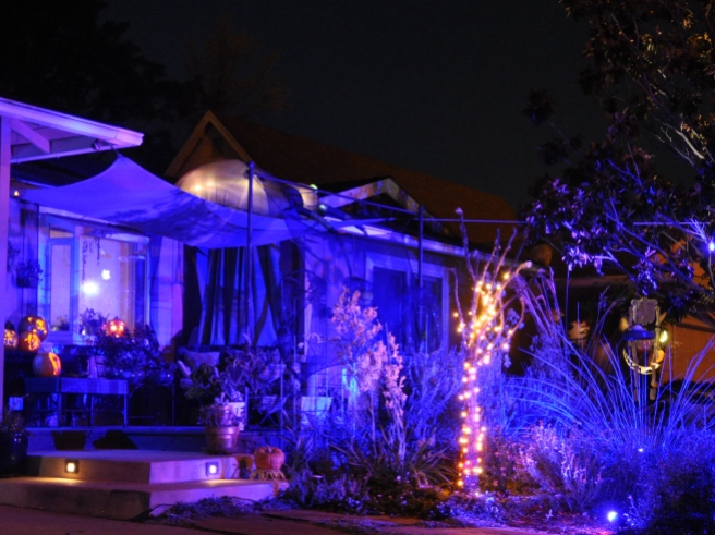 Front garden illuminated with blue lights