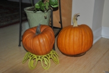 A pair of self-seeded pumpkins