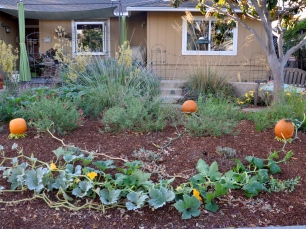 Three pumpkin vines in the front garden