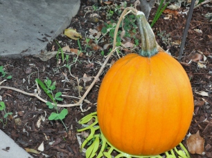 The last of the self-seeded pumpkins to ripen