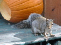 Squirrel exits pumpkin with a seed in his mouth