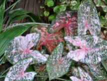 Pink Syngonium podophyllum, also known as an arrowhead plant