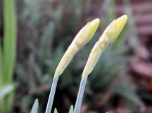 A pair of daffodils just before they open