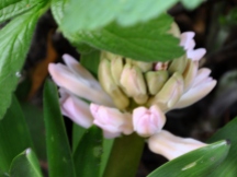 Emerging Orientalis hyacinth