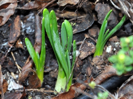 Daffodils emerging from the soil