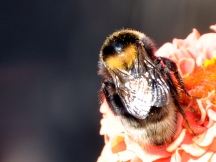 A bee is a gift to any garden