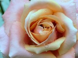 Blushing rose