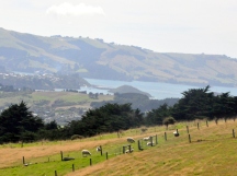 Sheep grazing above the Dunedin harbour