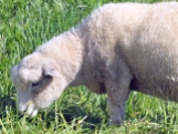 Wooly sheep