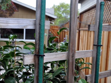 Repurposed garden trellis and stakes, attached with zip ties