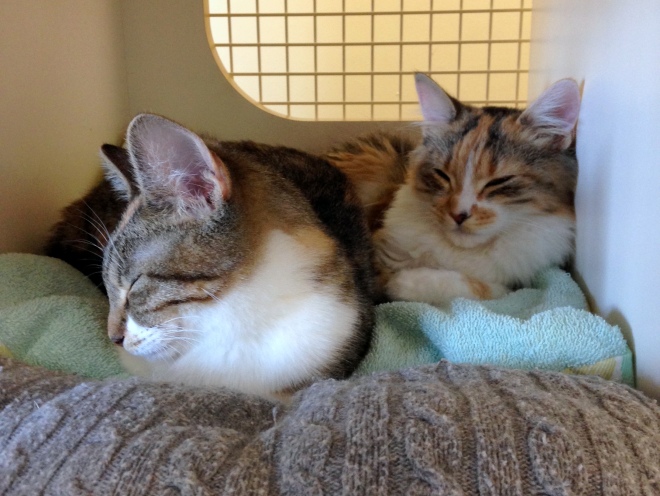 pair of cats for adoption