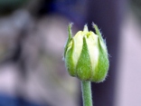 Emerging Ranunculus