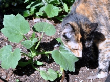 Tessa explores the pumpkin plants