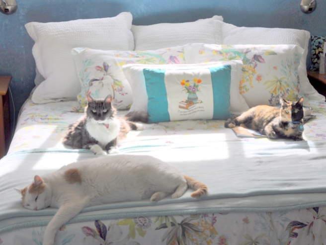 Lindy, Mouse and Tessa soaking up some sun, embroidered pillow by Marlene H.