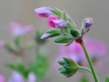 Pink geranium about to bud