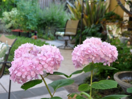 Pink hydrangea looking refreshed
