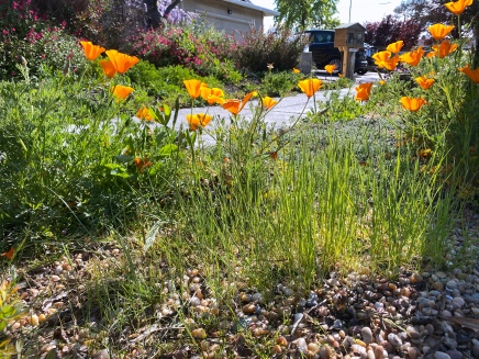 California poppies amid the weeds