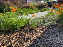 California poppies, no more weeds